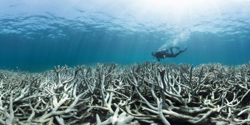 Coral Bleaching at Heron Island, Great Barrier Reef (c) XL Catlin Seaview Survey