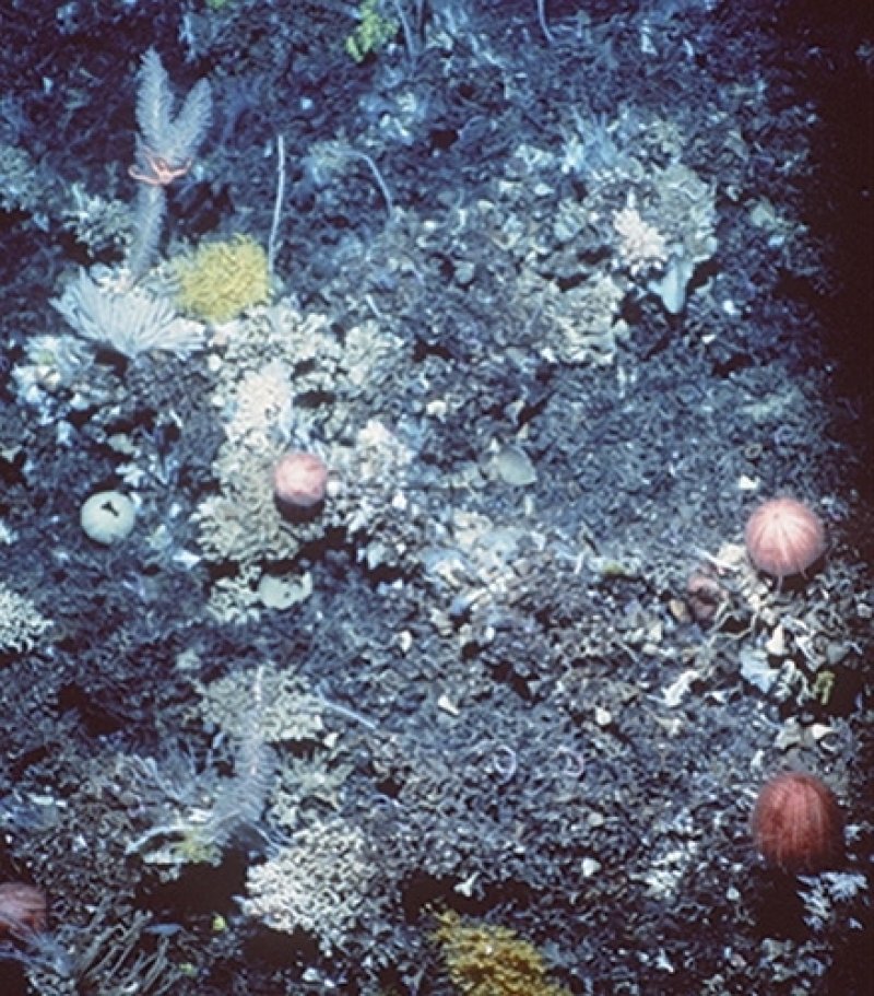 Results of trawling (c) CSIRO Marine Research