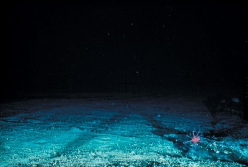 Results of trawling (c) CSIRO Marine Research