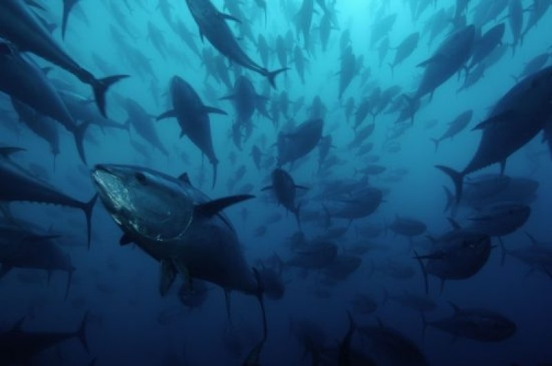 Bluefin tuna: Tuna worldwide are under much pressure from overfishing. (c) Brian J. Skerry / National Geographic Stock WWF
