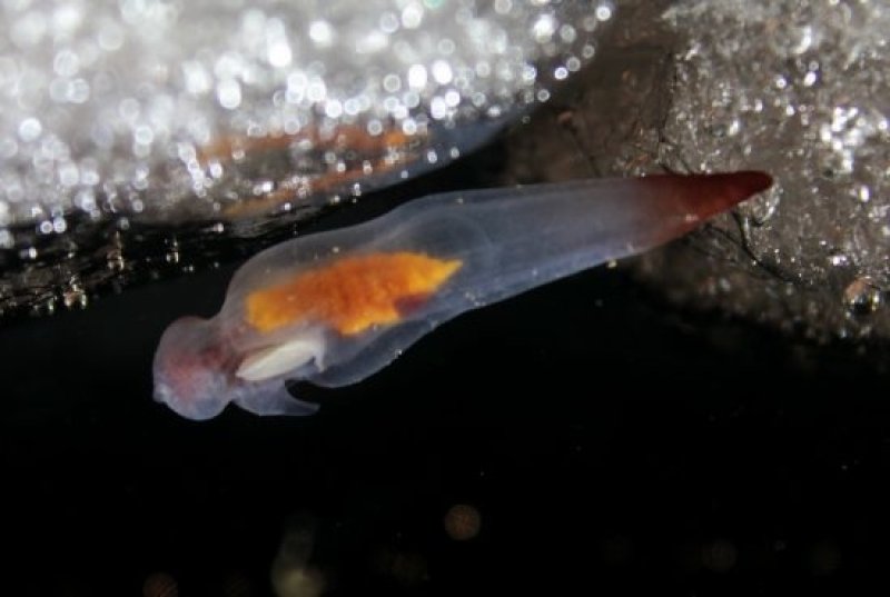 Arctic conch Clione limacina. (c) Hauke Flores