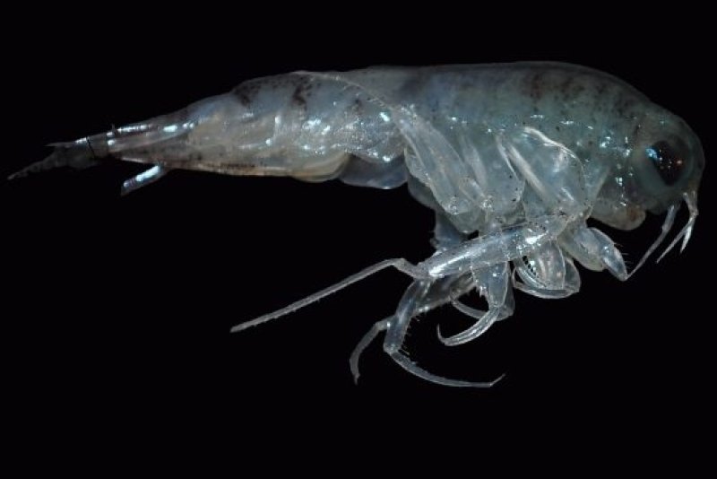 Arctic amphipod Themisto libellula (c) Angelina Kraft