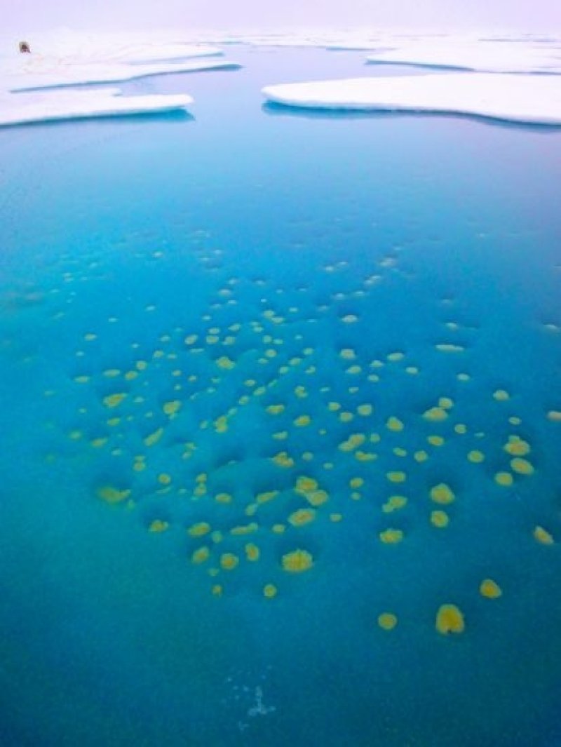 Ice algae growing in a meltwater pond on Arctic sea ice. (c) Mar Fernandez