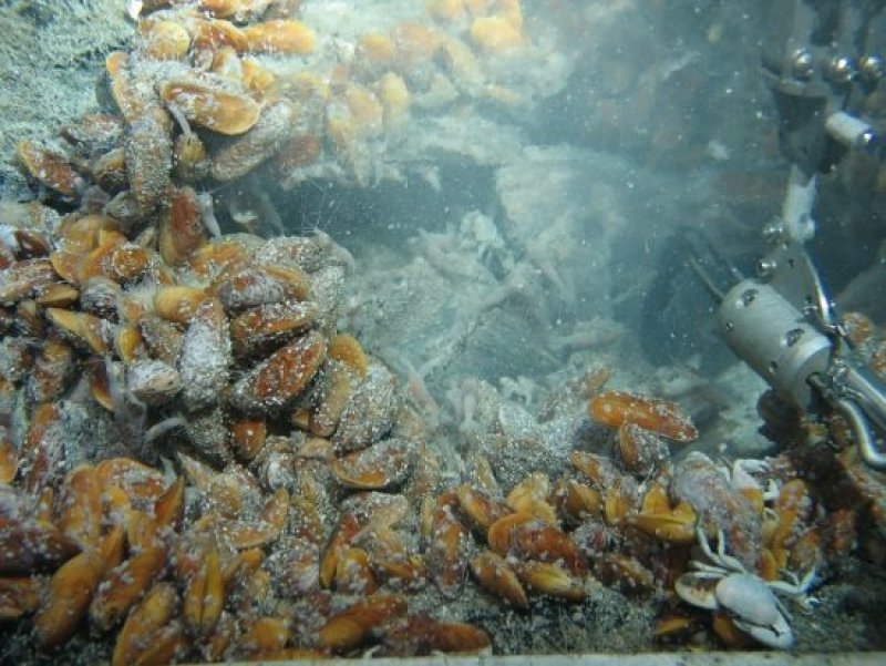 Shells upon a black smoker in the Mid-Atlantic Ridge between 5°S and 11°S. (c) ROV Kiel 600, GEOMAR