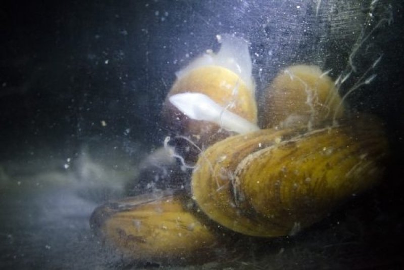 The mussel species Bathymodiolus azoricus. (c) Jan Steffen, GEOMAR