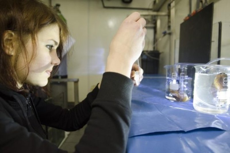 Dr Corinna Breuning, author of the study, in the climate chamber with Bathymodiolus azoricus. (c) Jan Steffen, GEOMAR
