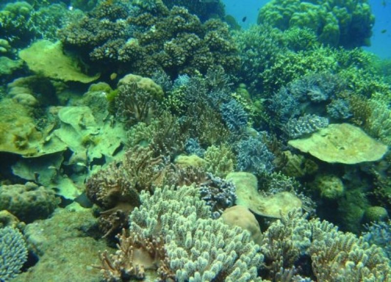 A coral reef under normal pH conditions in the research area in Papua New Guinea. Photo taken from Fabricius, K. E. et al .: Losers and winners in coral reefs acclimatized to elevated carbon dioxide concentrations. Nat. Clim. Chang. 1, 165-169 (2011).