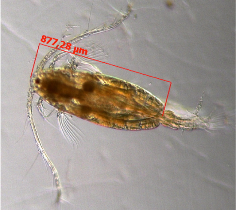 Copepod (c) Jessica Garzke, GEOMAR