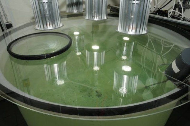 Experiment in the indoor mesocosms. (c) Franziska Lehnert, GEOMAR