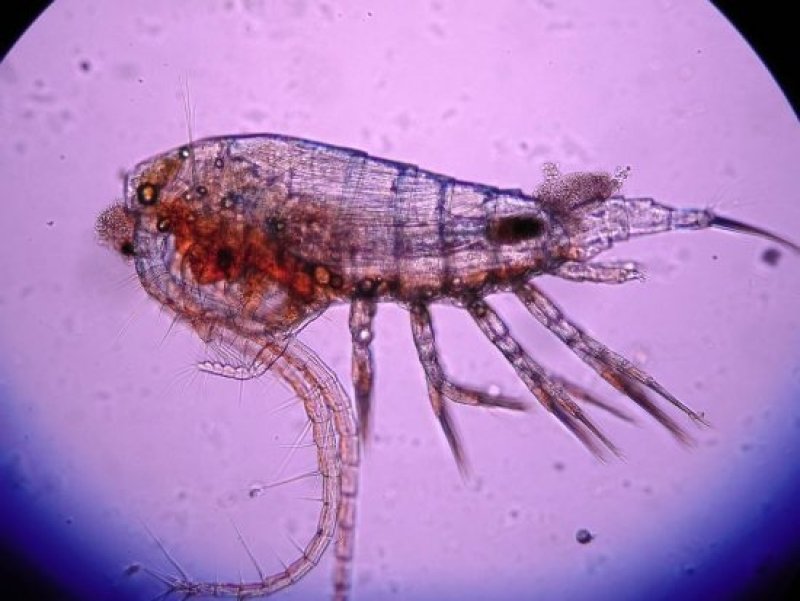 Copepod (c) Wikipedia / Tigerente (Berger Harry)