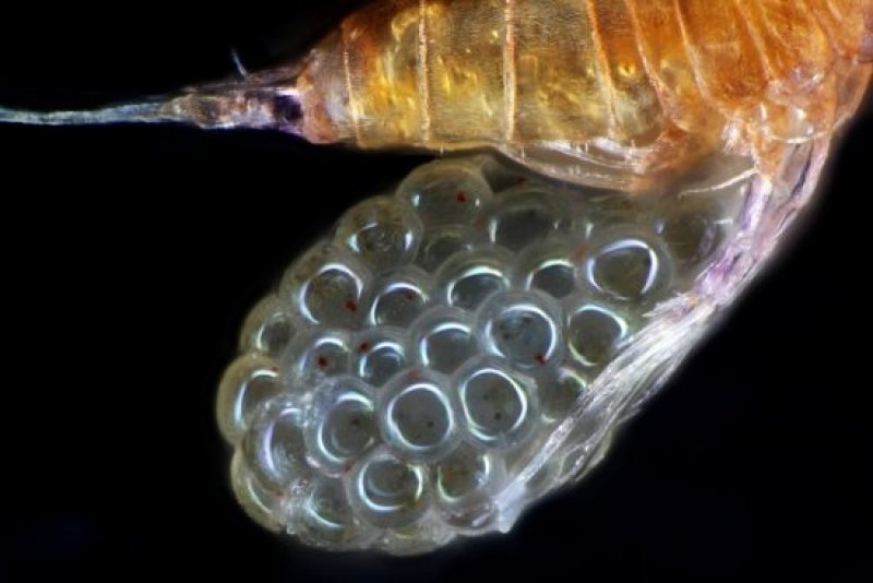 Ovary of a Copepod (c) Wikipedia / Frank Fox www.mikro-foto.de