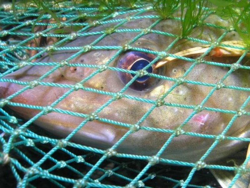Cod caught in a bow net. (c) Elisabeth Knoll