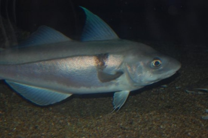 Haddock – a cod species. (c) Wikipedia / Steven G.Johnson