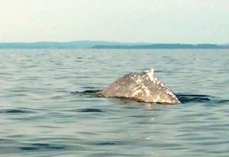 Humpback whale in the Bay of Greifswald. von Katja Zühl-Benz