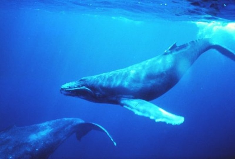 Humpback whales (c) NOAA