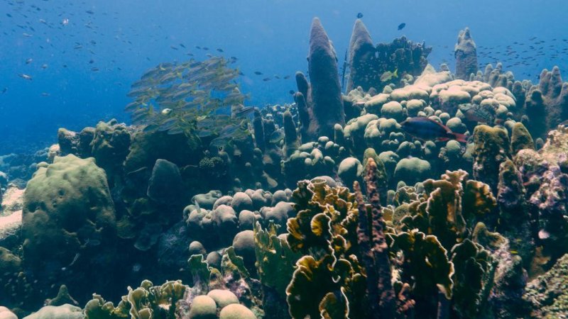 Coral reef at East Point, Curacao