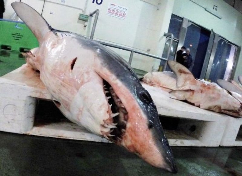 (c) Sharkproject / W.Koch