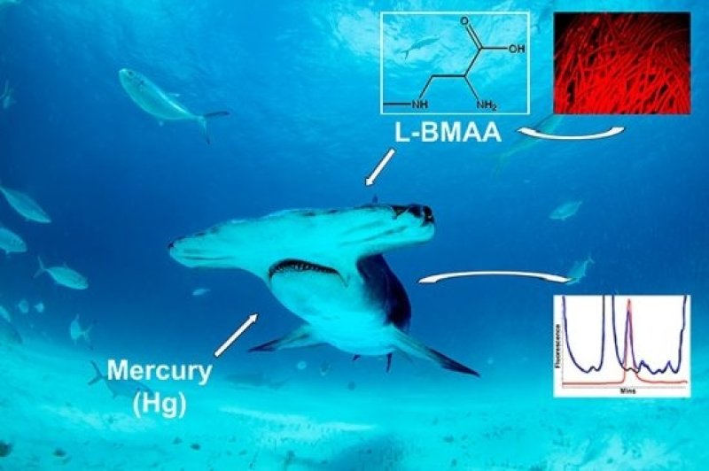 Cyanobacterial neurotoxin β-N-methylamino-L-alanine (BMAA) and Mercury are detected in sharks from the Atlantic and Pacific Oceans (c) Neil Hammerschlag, Ph.D., Graphics - University of Miami Miller School of Medicine
