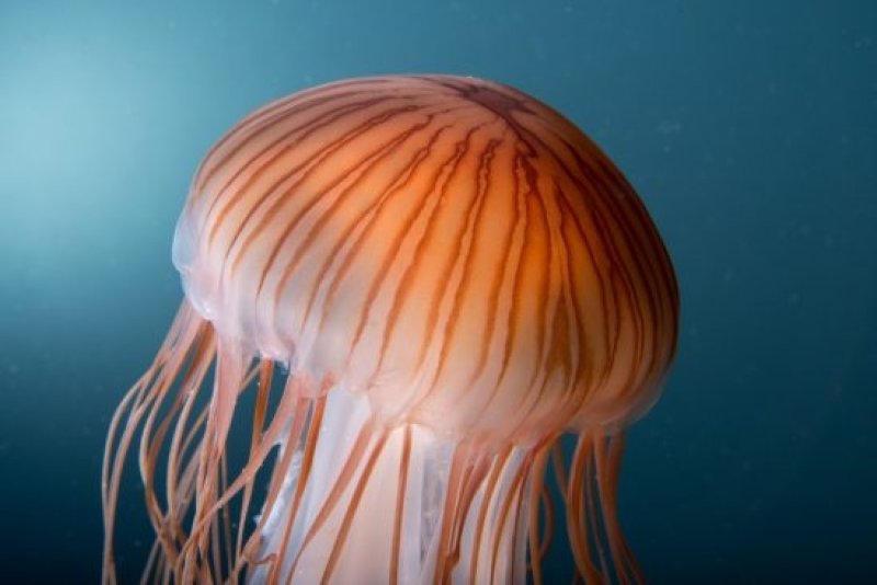 Compass jellyfish (c) Johannes-Maria Schlorke