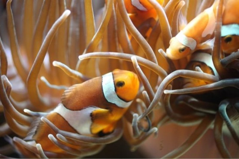 The virtual exhibition also features the motif of Nemo, a clownfish living in the tropical aquarium of the German Oceanographic Museum. (c) Johannes-Maria Schlorke/Deutsches Meeresmuseum