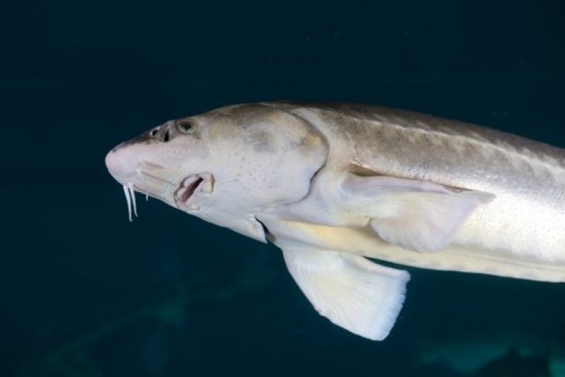 Five sturgeons of three different species (including the Russian Sturgeon) live in the river basin exhibit within the Ozeaneum. (c) Johannes-Maria Schlorke