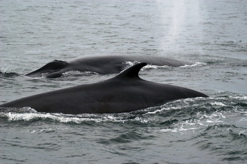 Fin whales
(c) GREMM