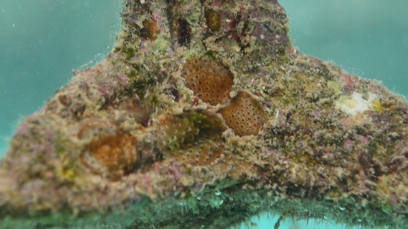 Raised coral recruits on settlement substrate