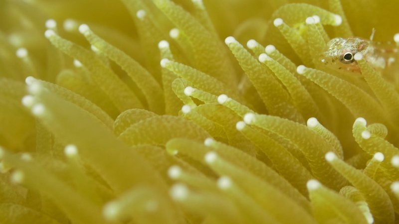 little blennie hiding within a coral