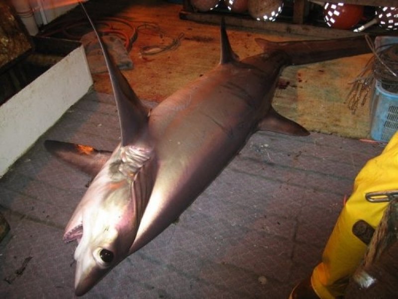 Bycatch - Thresher Shark (c) NOAA Fisheries