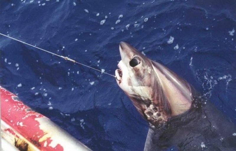 Bycatch - Thresher Shark (c) NOAA Fisheries