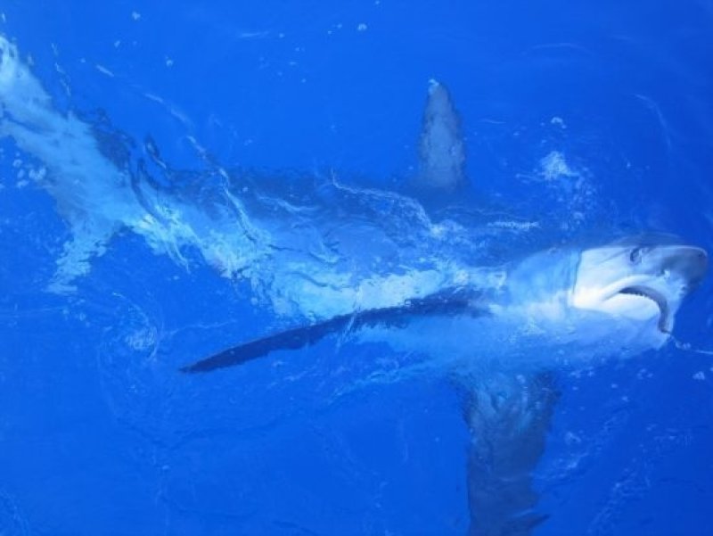 Bycatch - Thresher Shark (c) NOAA Fisheries