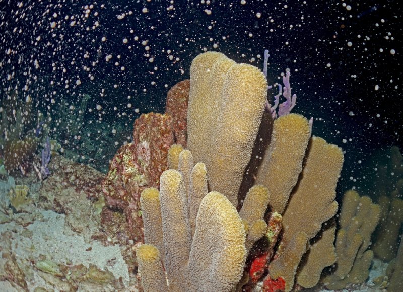 Coral spawning – diving in a