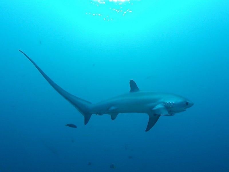 Thresher shark
(c) Wikipedia / Thomas Alexander