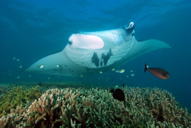 Mobula ray
(c) Daniel Brinckmann