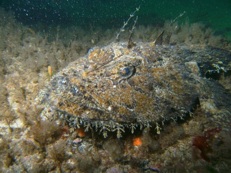 Monkfish (c) Budi, Archiv Taucher.Net