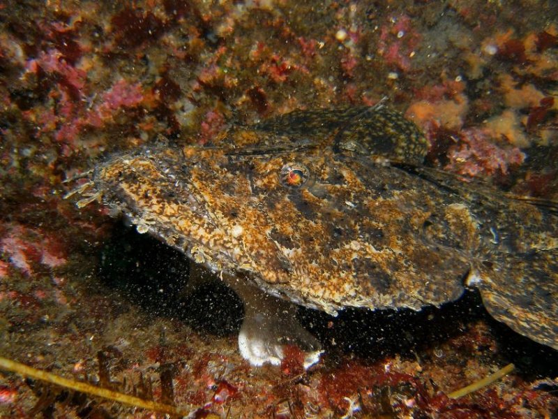 Monkfish (c) Budi, Archiv Taucher.Net