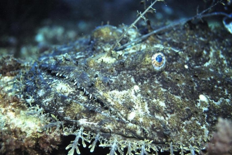 Monkfish (c) Olli, Archiv Taucher.Net