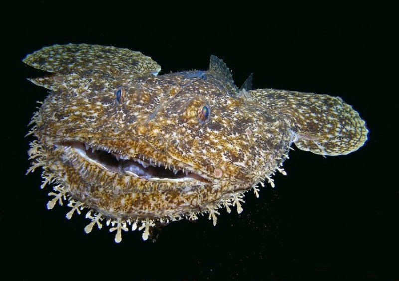 Monkfish (c) Steffi, Archiv Taucher.Net