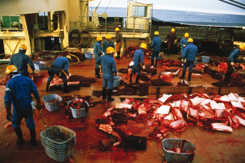 Whaling (c) Mark Votier