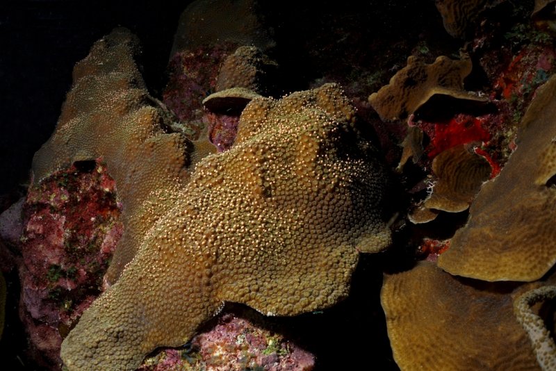 Same coral releasing egg-and-sperm bundles by Benjamin Mueller