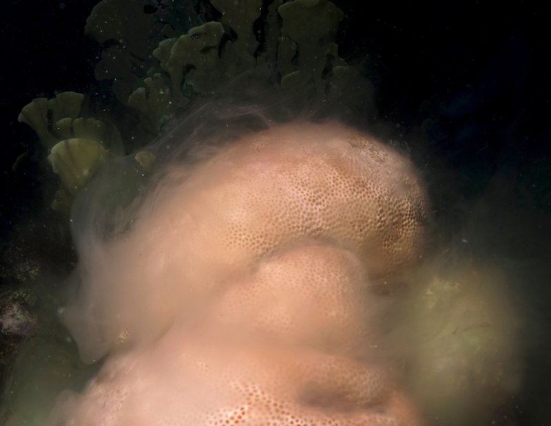 Male coral releasing milky clouds of sperm by Benjamin Mueller