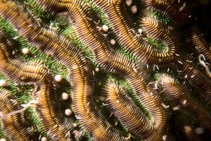 Close-up of spawning brain coral by Paul Selvaggio