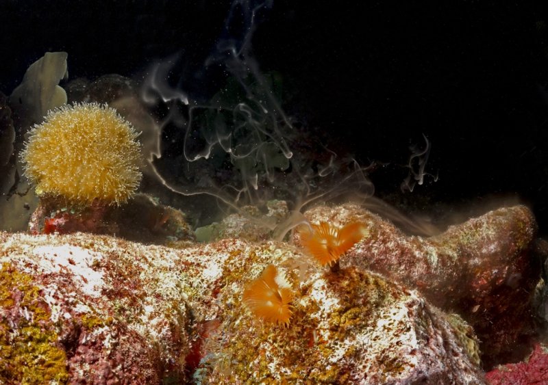 Spawning christmastree worms by Benjamin Mueller