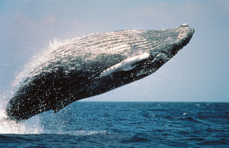 No whale sanctuary in Southern Atlantic