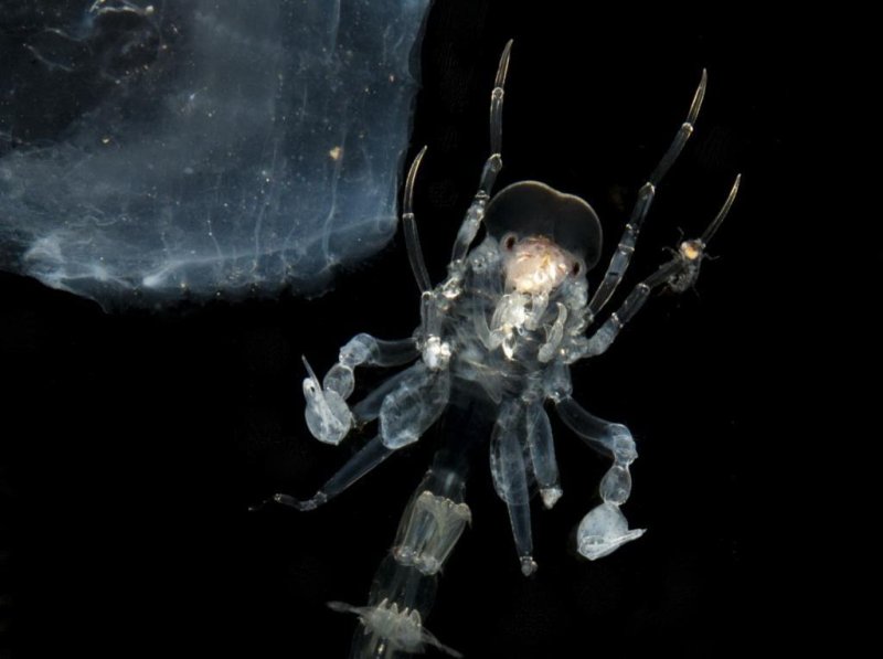 Phronima is a crustacean that lives in the twilight zone of the ocean, where there is nowhere to hide from predators. In addition to being nearly transparent, a new study has found that these crustaceans carry an anti-reflective optical coating.
(c) Laura Bagge, Duke University