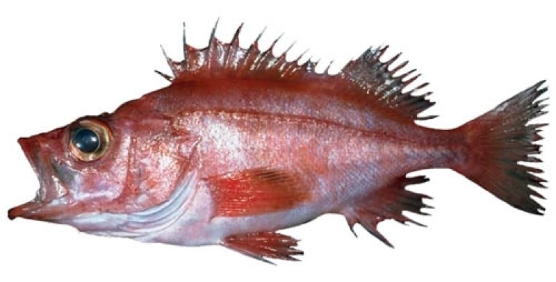Adult splitnose rockfish (c) NOAA