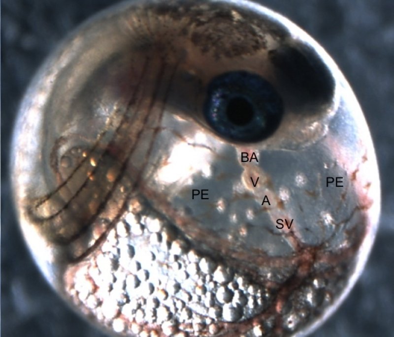 A comparison of a normally developed Atlantic killifish embryo (Pic 1) and a PCB-affected embryo (Pic 2): The fish has a deformed heart. Killifish that have evolved tolerance to chemical exposure show limited signs of developmental defects. (c) Bryan Clark/U.S. EPA