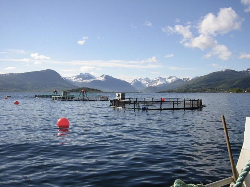 Fishfarm in Norway (c) Jo Benn, WWF