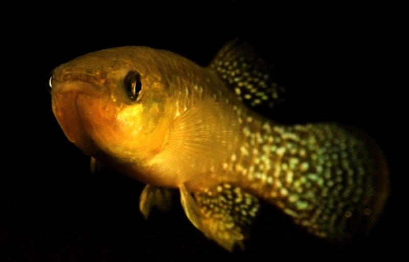 Atlantic killifish like this one have evolved to adapt to highly toxic levels of pollution.
(c) Andrew Whitehead/UC Davis