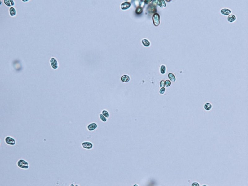 Microscopy Image of cryptophyte algae
(c) Desmond Toa